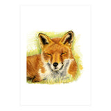 Red Fox Sleeping  (Print Only) thumbnail
