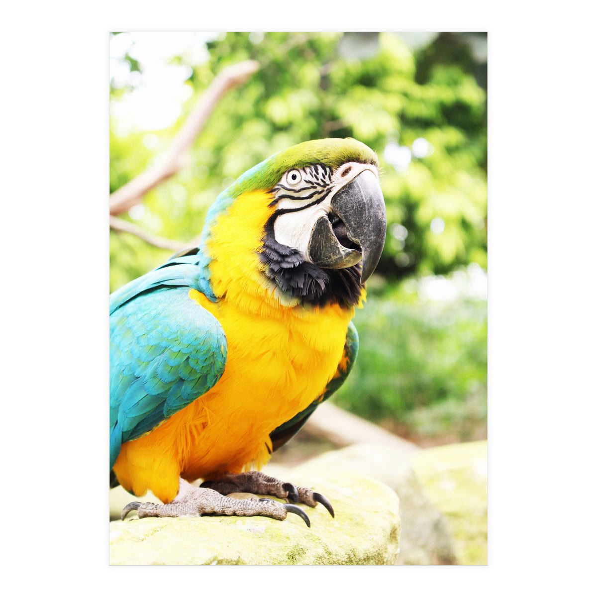 Parrot (Print Only)