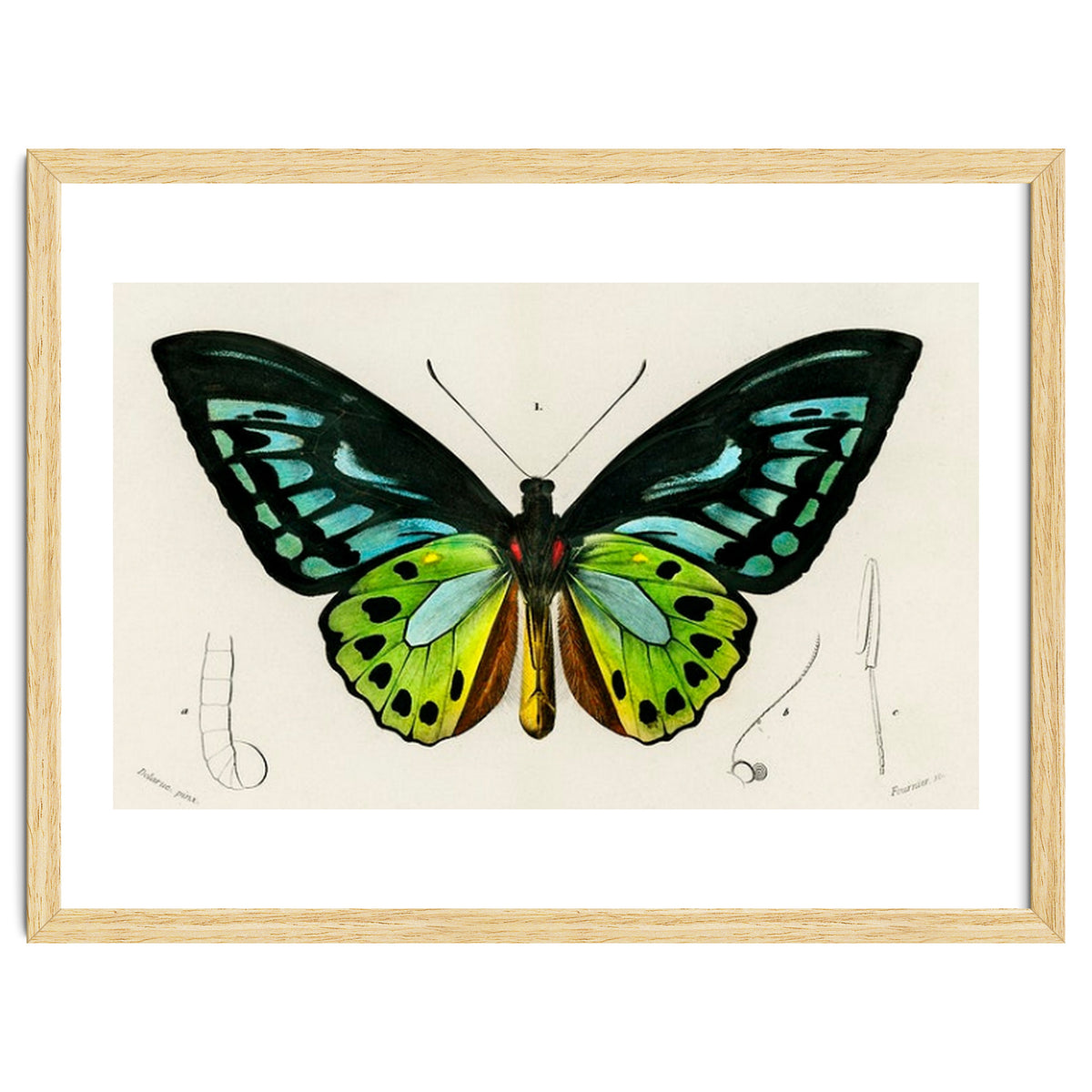 Green birdwing illustrated