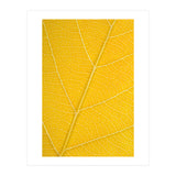 Autumn Leaf (Print Only) thumbnail