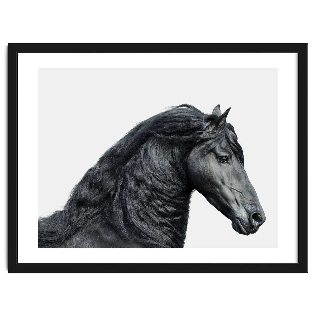 Friesian Horse
