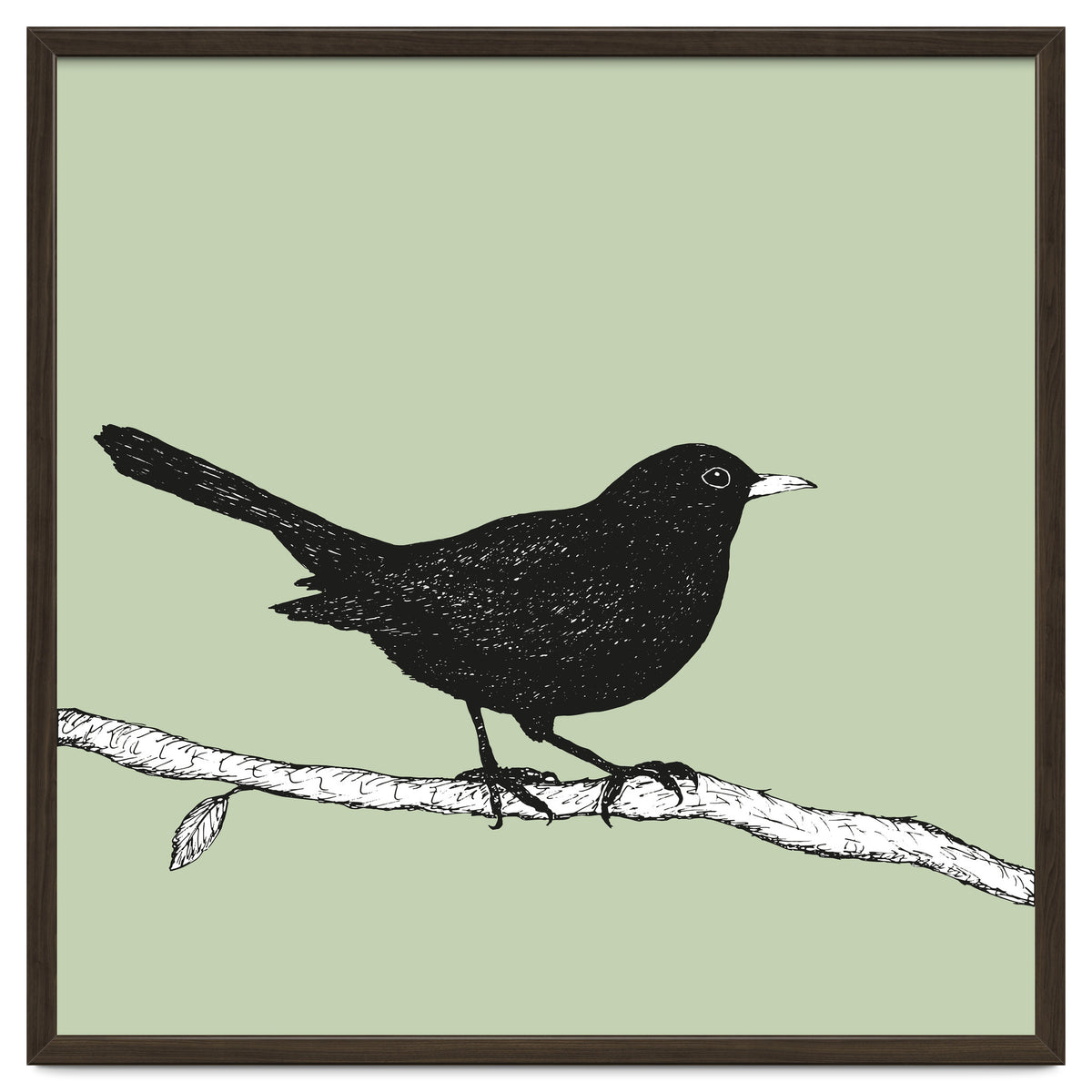 Blackbird pen drawing