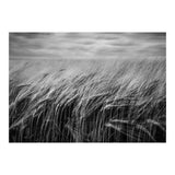 Moody Barley Field (Print Only) thumbnail