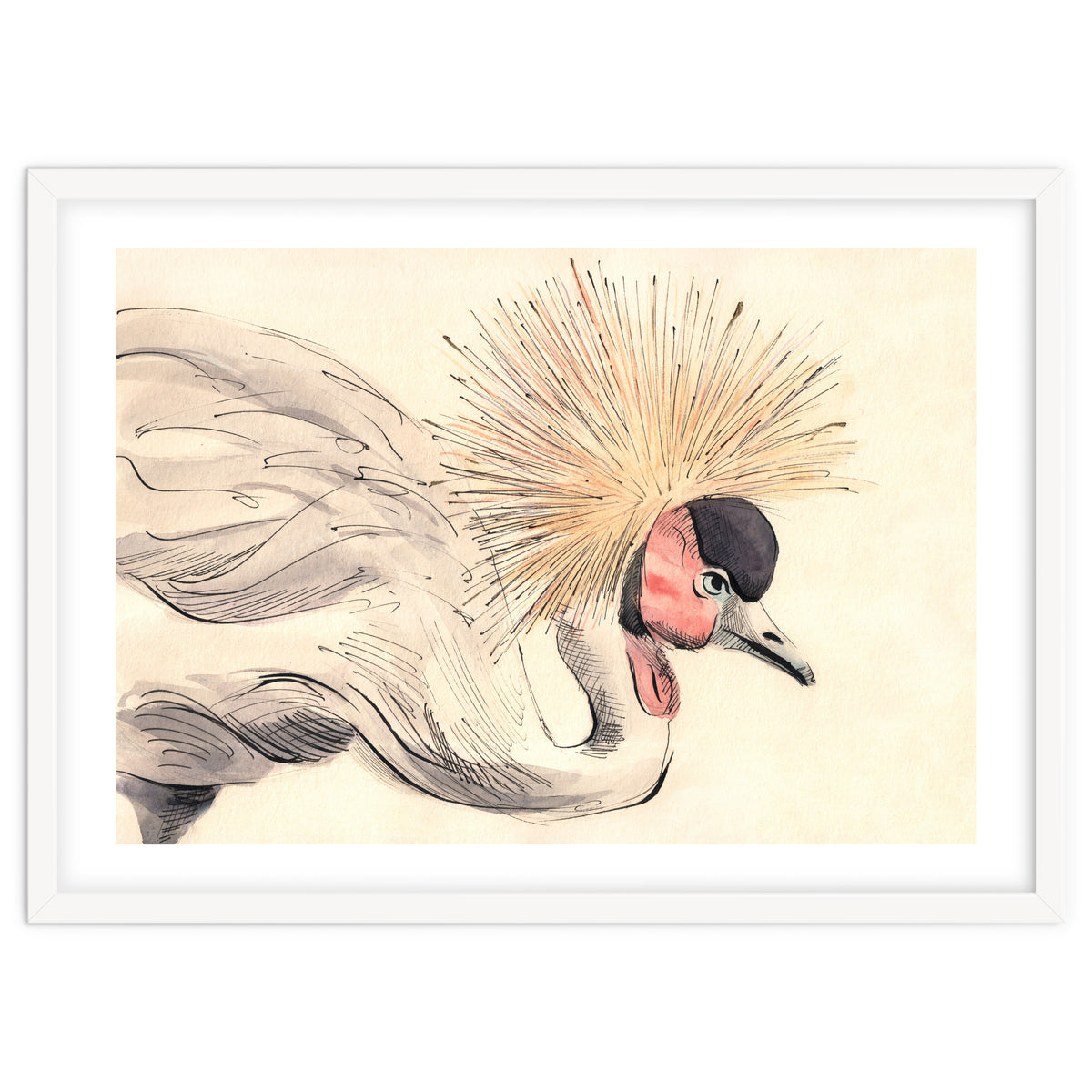 Crowned Crane