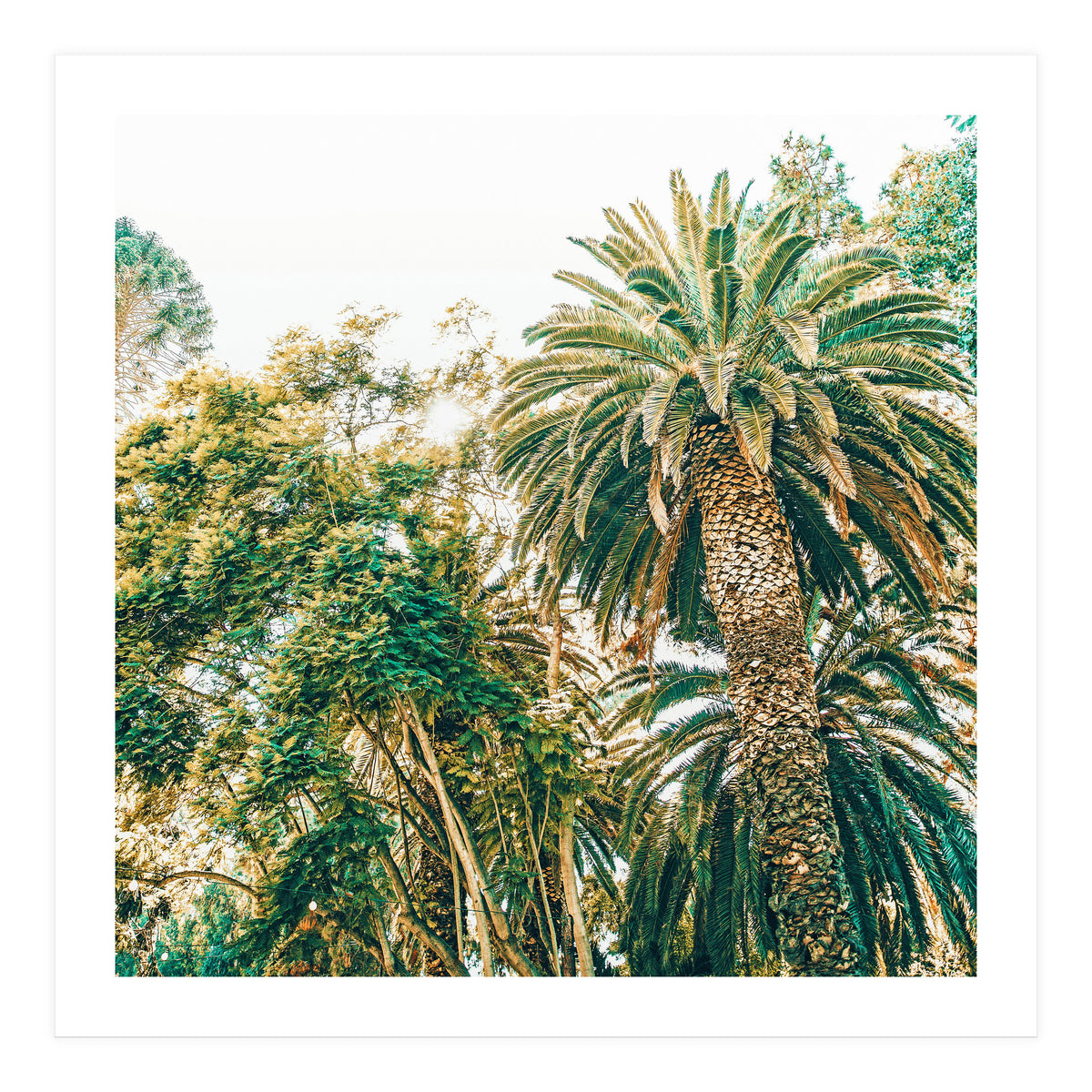 Newport (Print Only)