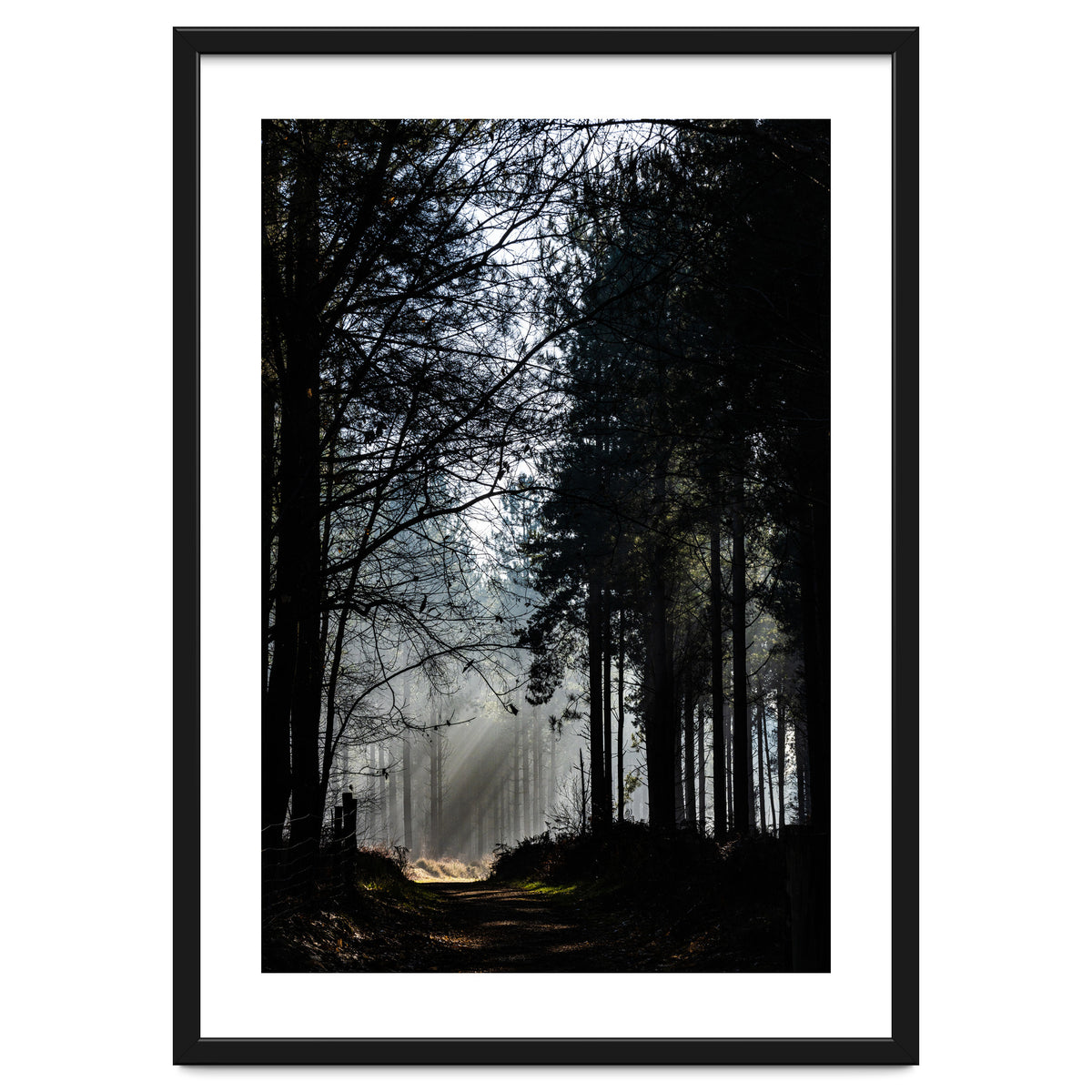 Misty Woodland Morning