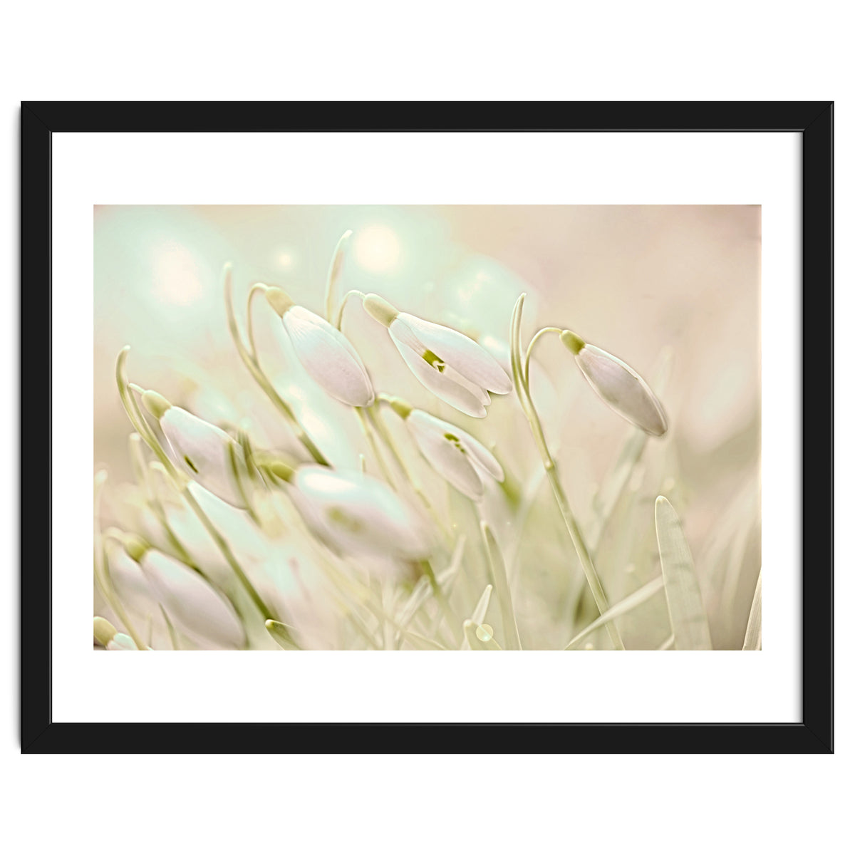 Enchanting Snowdrops