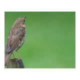 Watching the rain (Print Only) thumbnail
