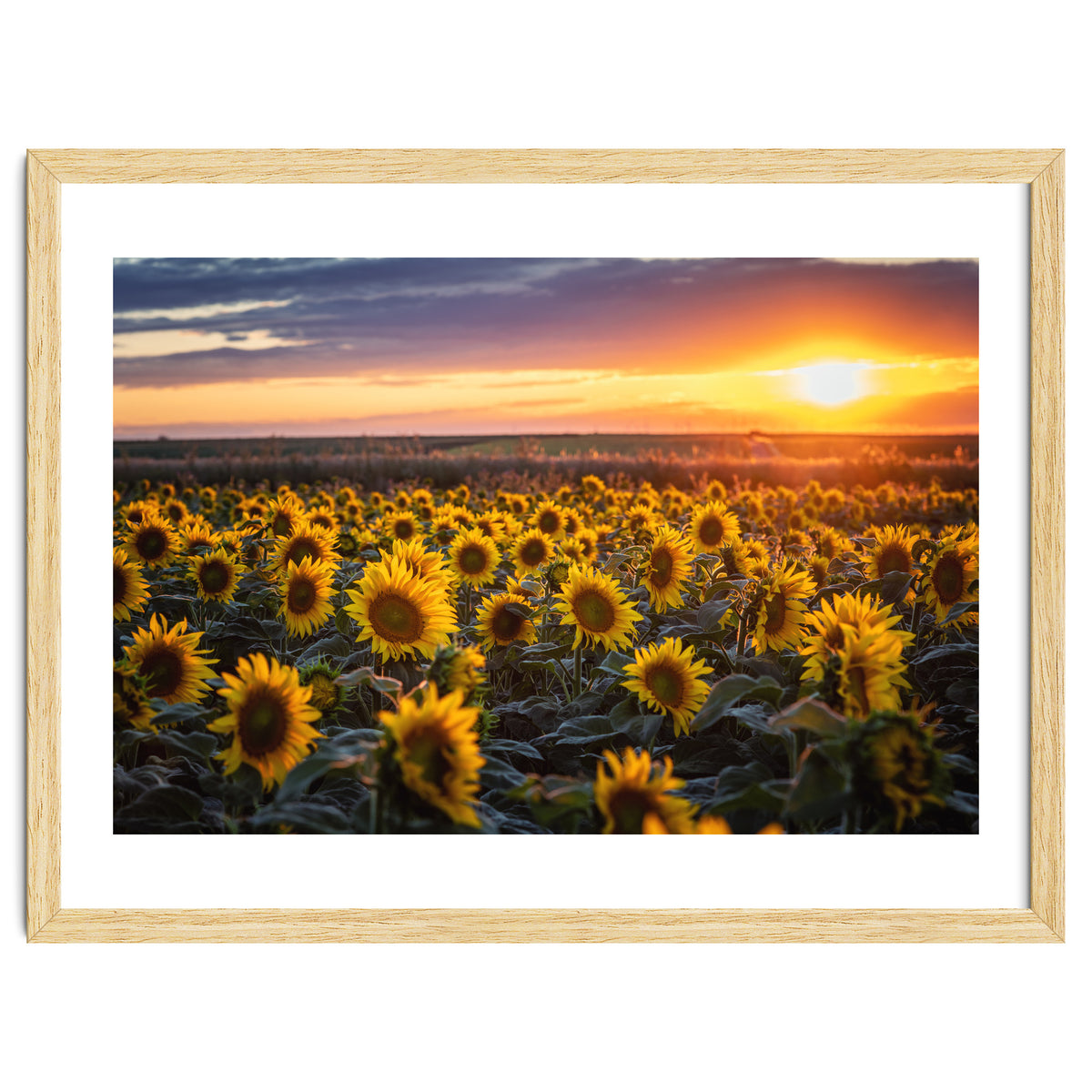 Sunflowers at Sunset