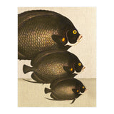 Fish Classic Designs 11 (Print Only) thumbnail