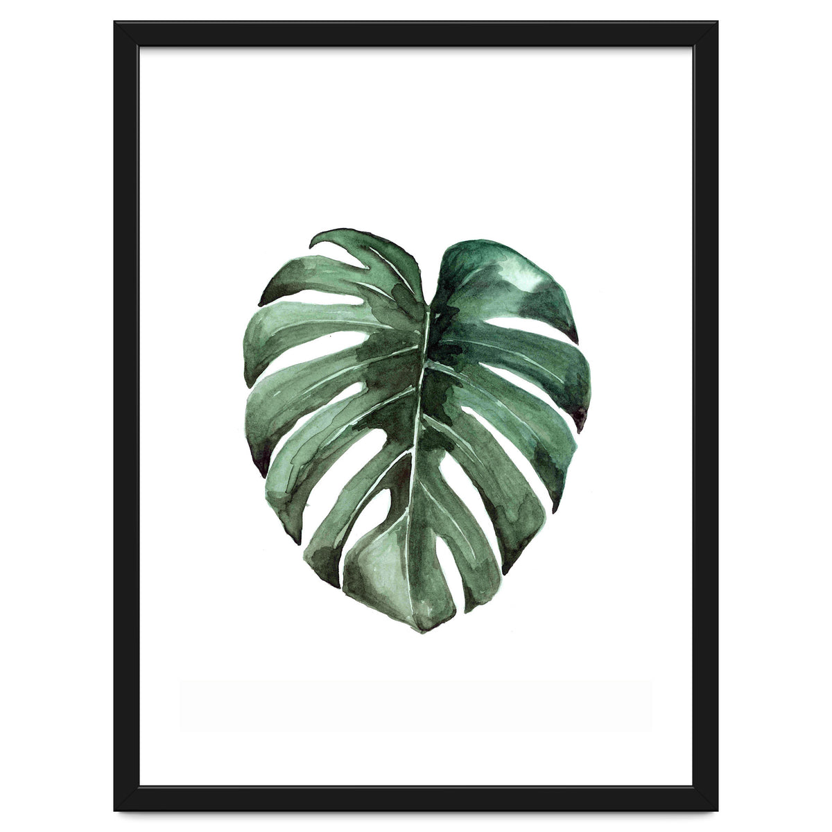 Botanical Illustration Monstera Deliciosa