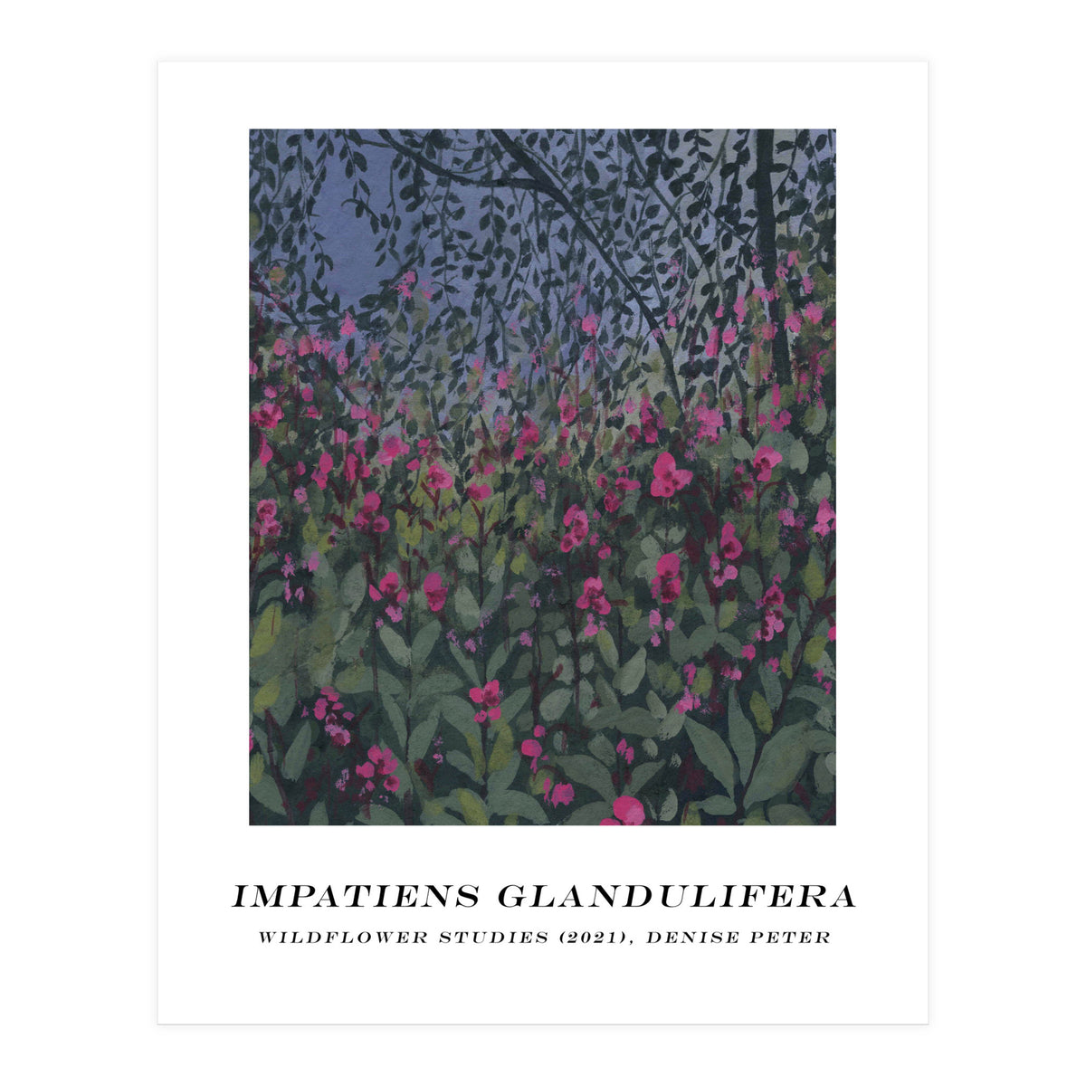 Impatiens Glandulifera (Print Only)