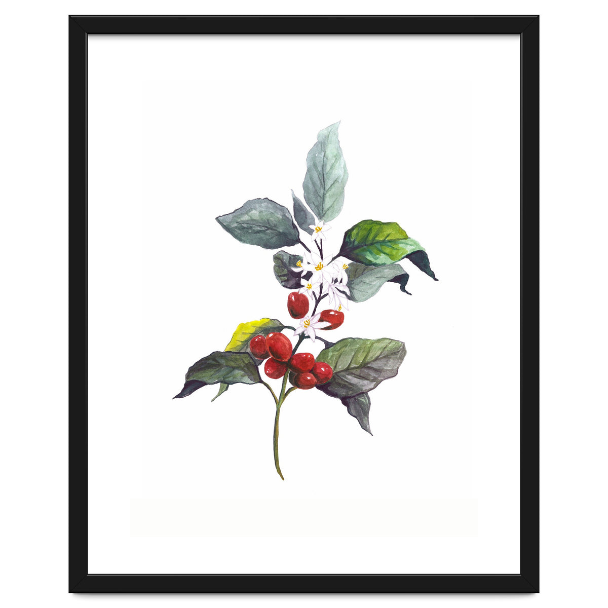 1 Botanical Illustration Kaffee Pflanze