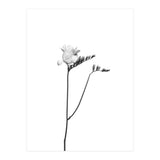 Freesia | bright design (Print Only) thumbnail