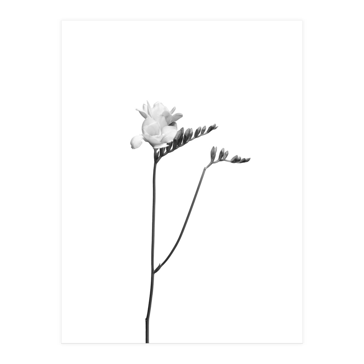 Freesia | bright design (Print Only)