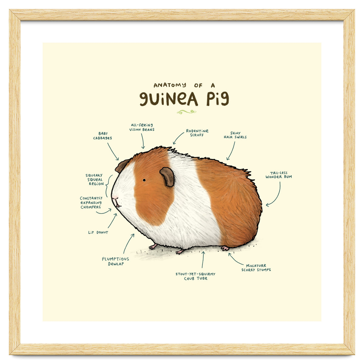 Anatomy Of A Guniea Pig