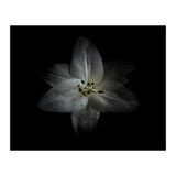 Backyard Flowers No 28 Color Version (Print Only) thumbnail
