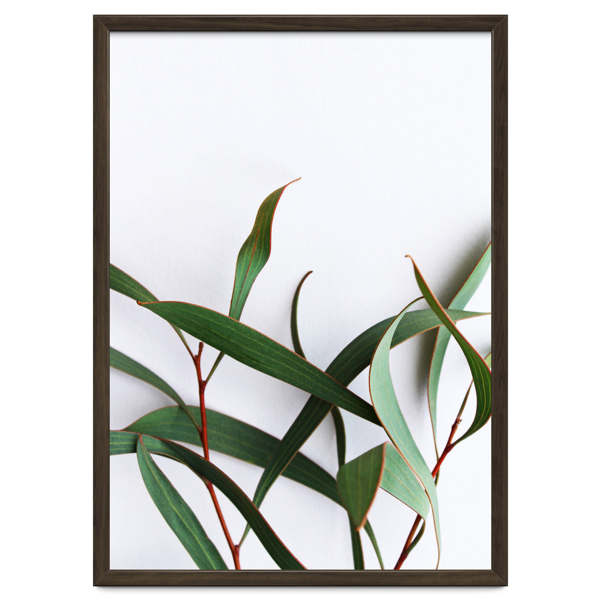 Green Eucalyptus leaves