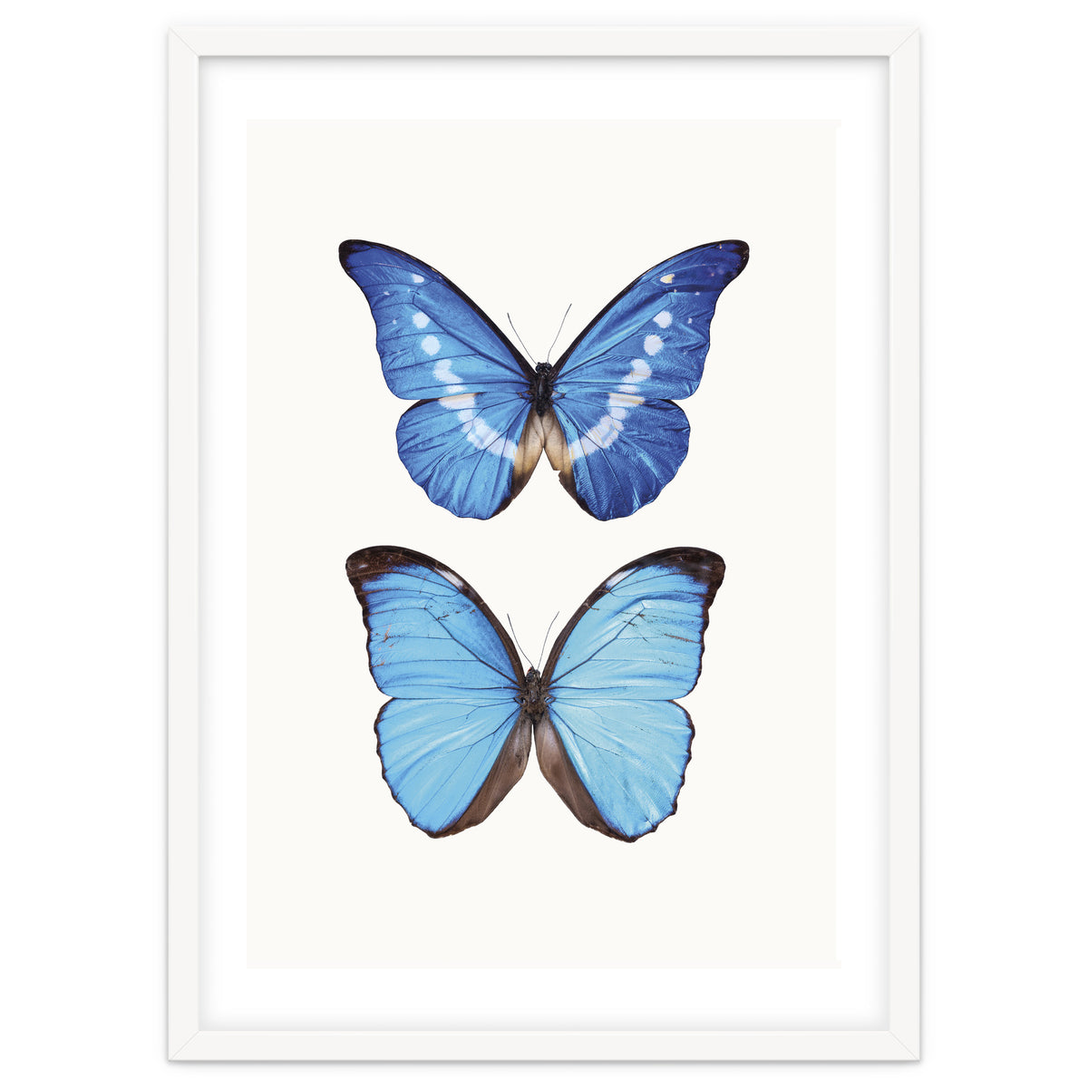Cc Butterflies 05