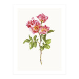 Cc Roses 02 (Print Only) thumbnail