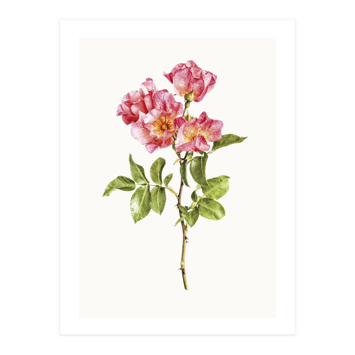 Cc Roses 02 (Print Only)