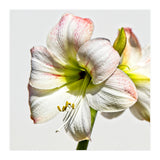 Amaryllis 1 (Print Only) thumbnail