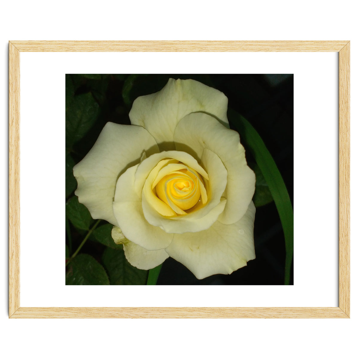 Blooming White Rose