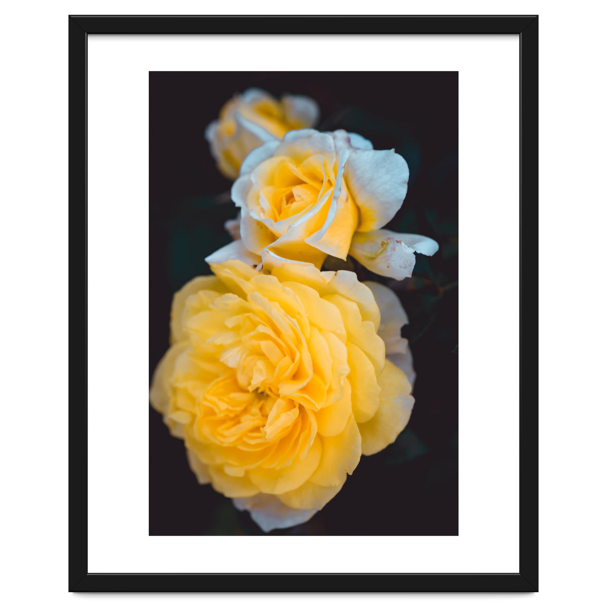 Yellow Rose