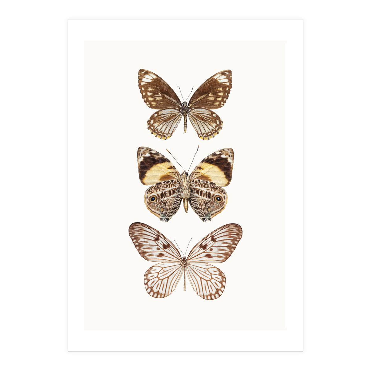 Cc Butterflies 06 (Print Only)