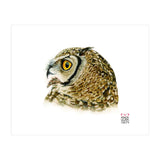 Lesser horned owl  (Print Only) thumbnail