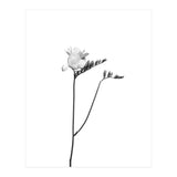 Freesia | bright design (Print Only) thumbnail
