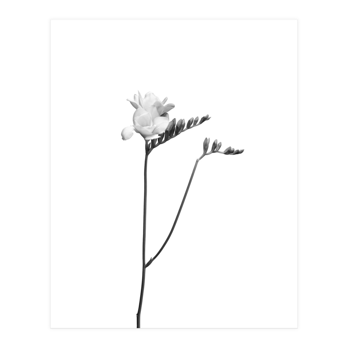 Freesia | bright design (Print Only)