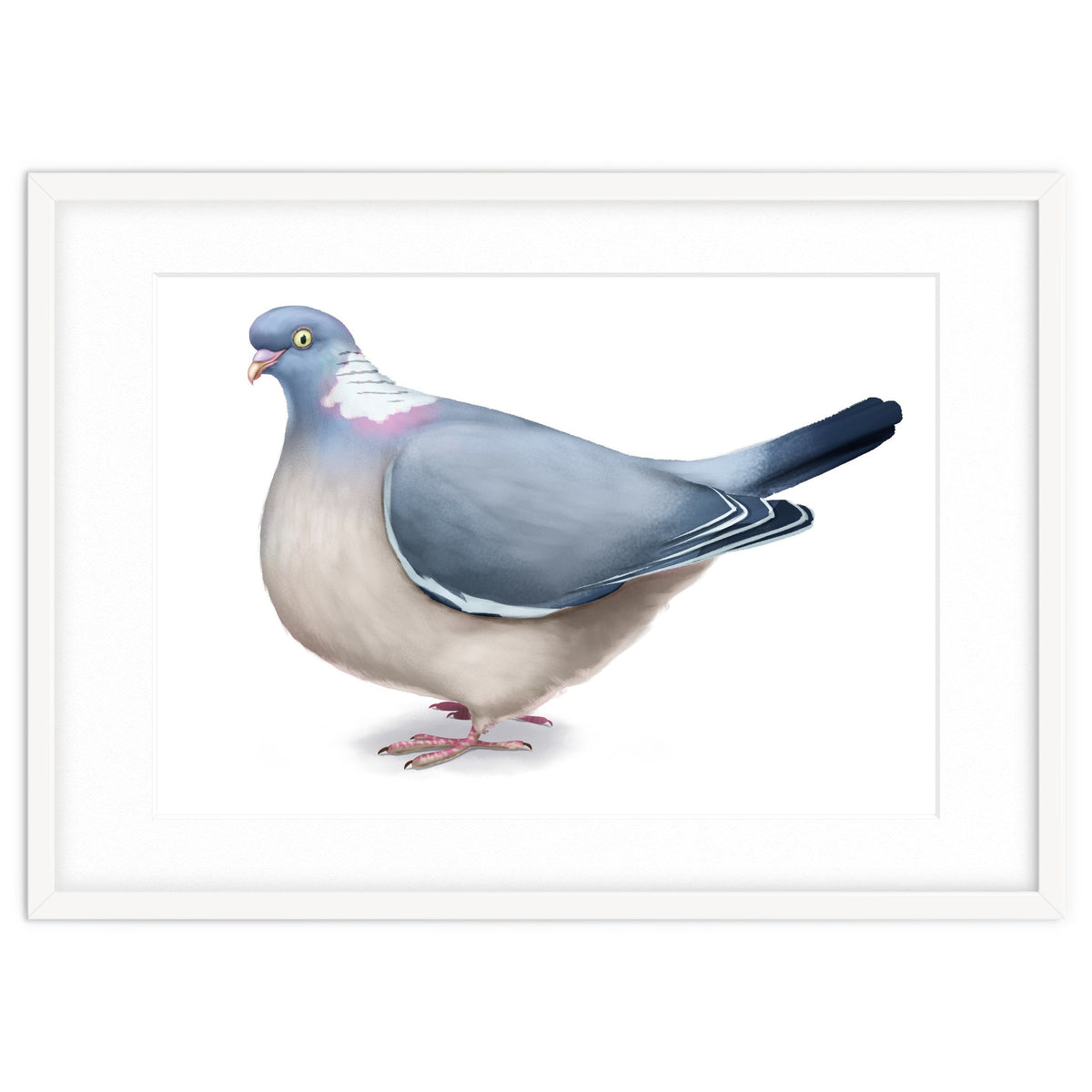 Wood Pigeon