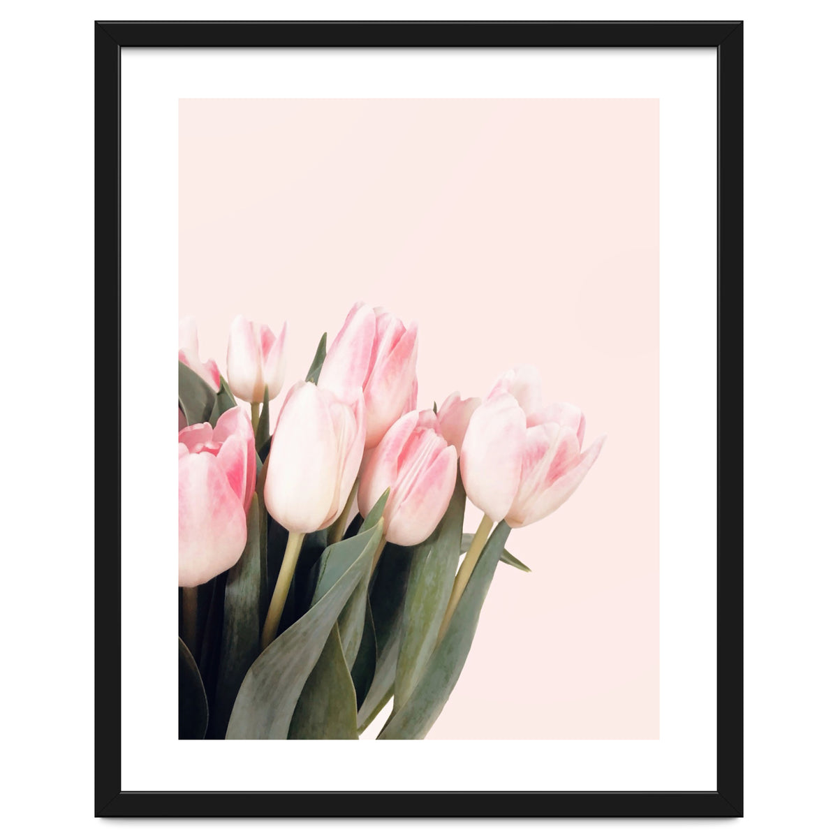 Pink Tulips