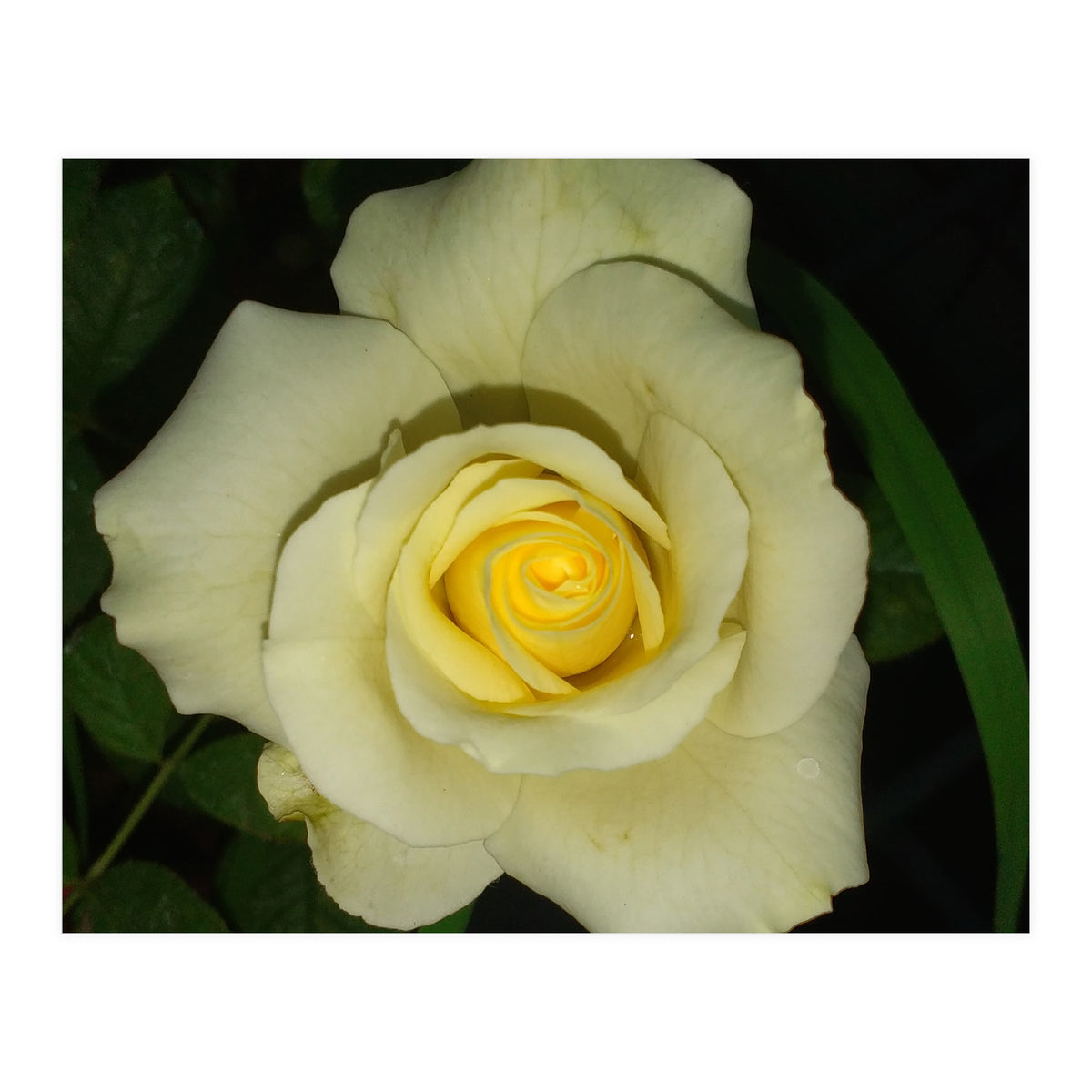 Blooming White Rose (Print Only)
