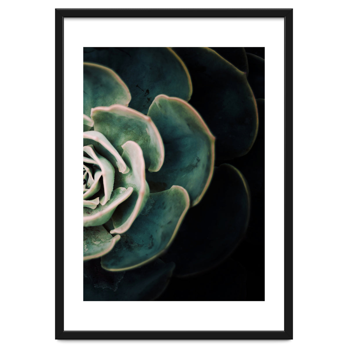 Darkside Of Succulents 4-B