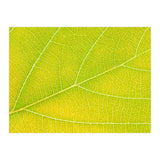 Autumn Leaf (Print Only) thumbnail