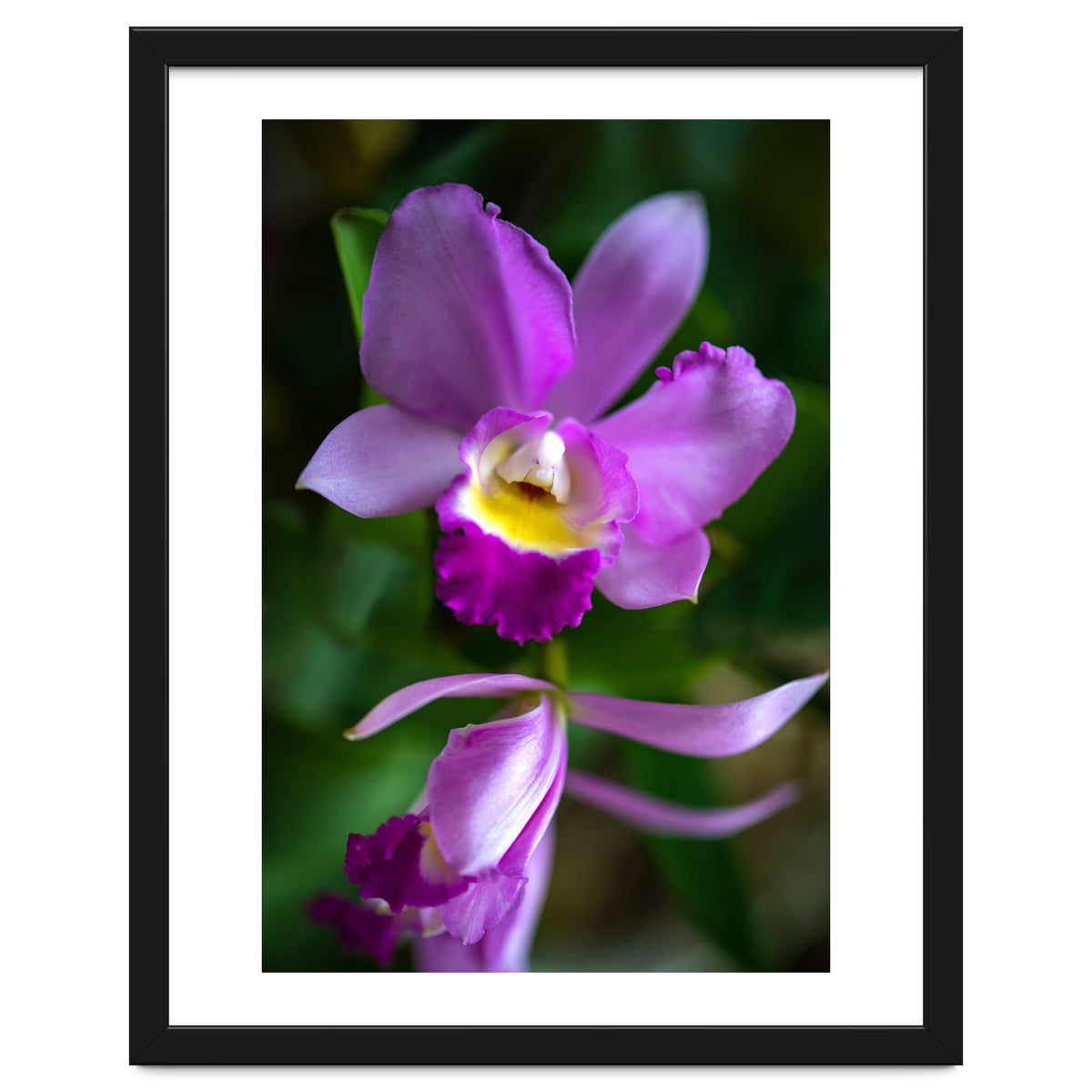 Cattleya Orchidee