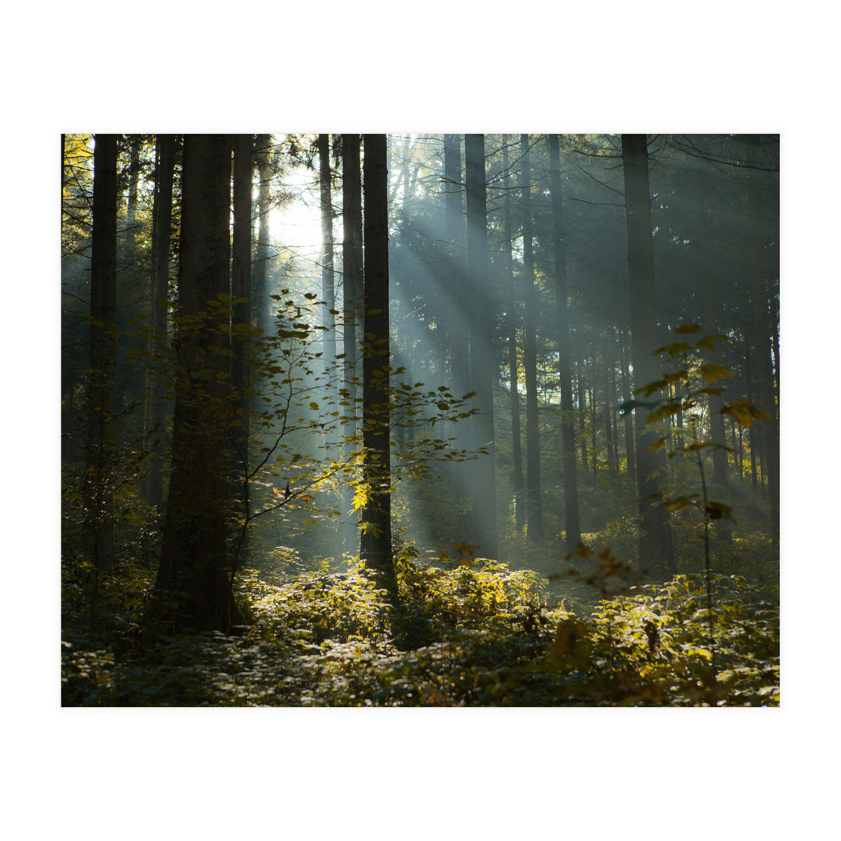 Reidholz (Print Only)