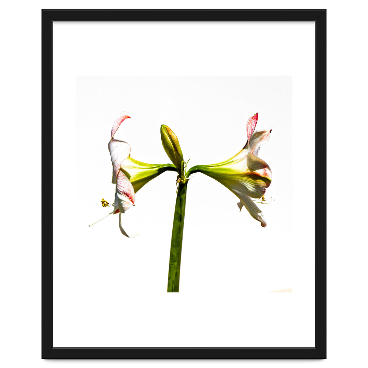 Amaryllis 3