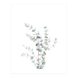 Eucalyptus Branch (Print Only) thumbnail