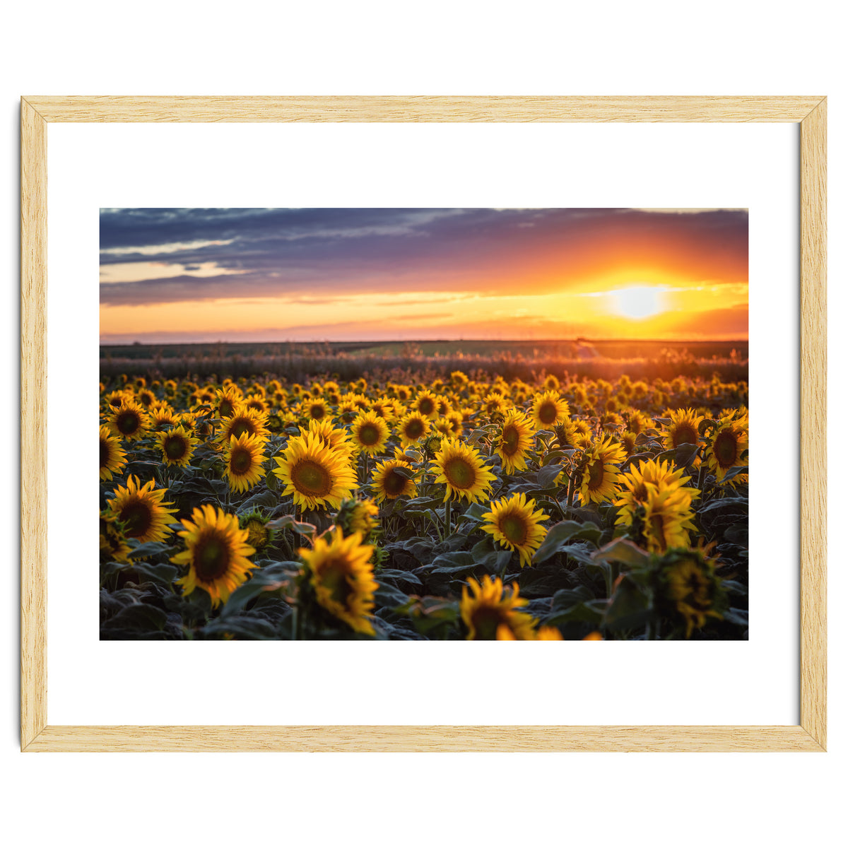 Sunflowers at Sunset