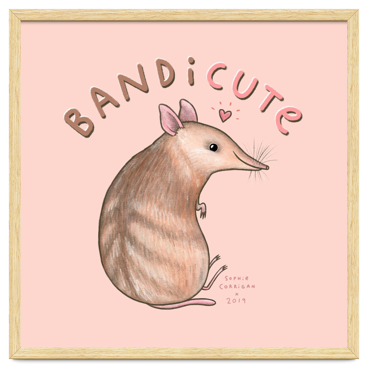 Bandicute