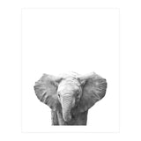 Black and White Baby Elephant  (Print Only) thumbnail