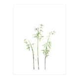 Olive Green Hosta (Print Only) thumbnail