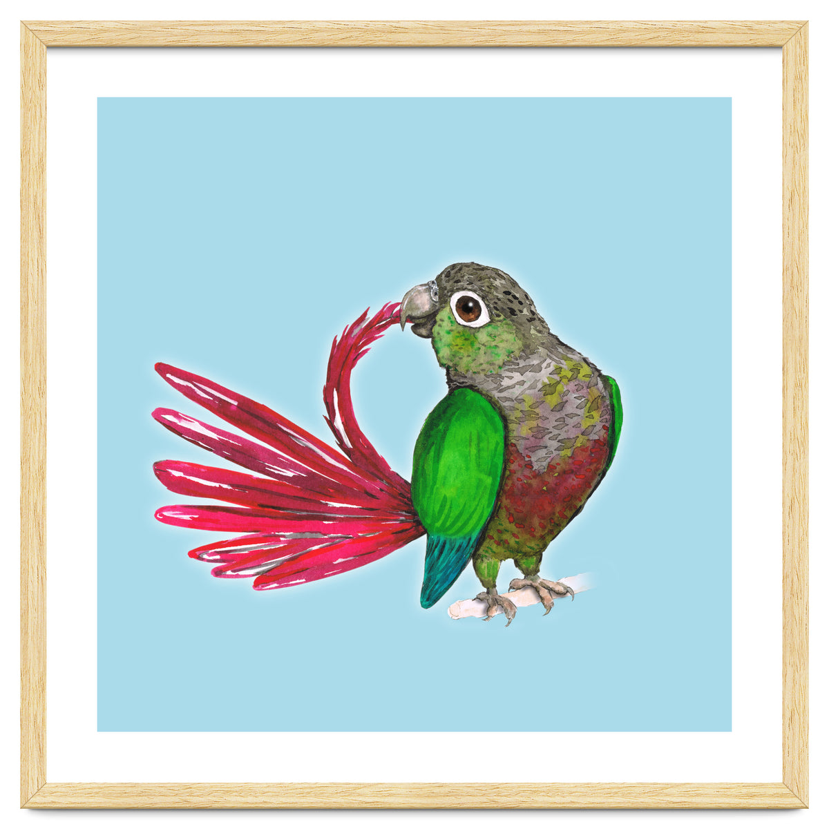 Preening green-cheeked conure