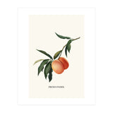 Peachy (Print Only) thumbnail