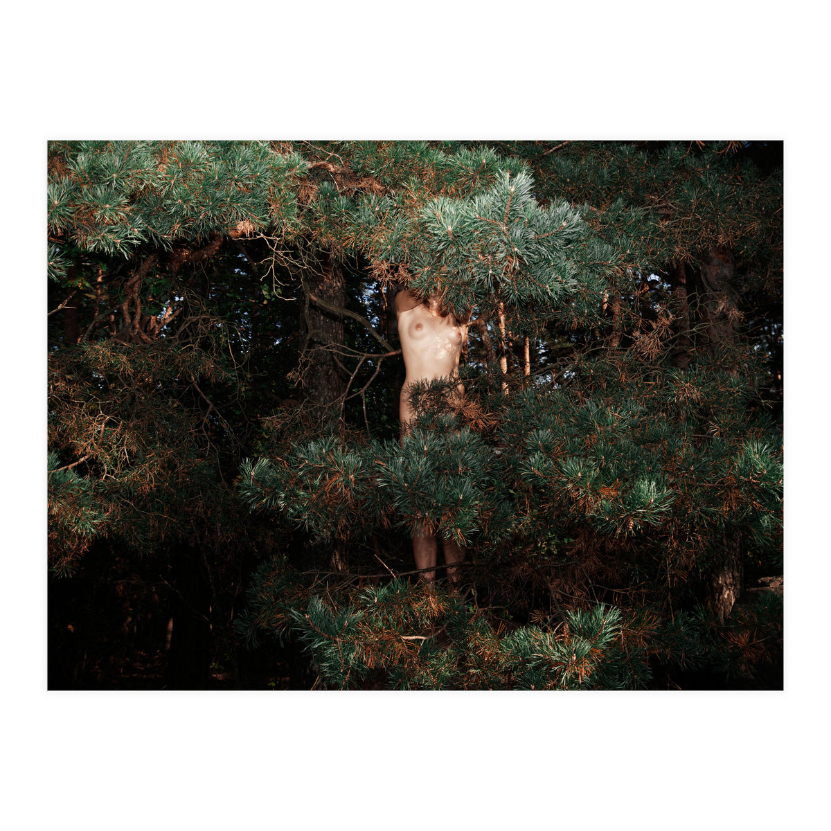 Eyes of the Forest (Print Only)