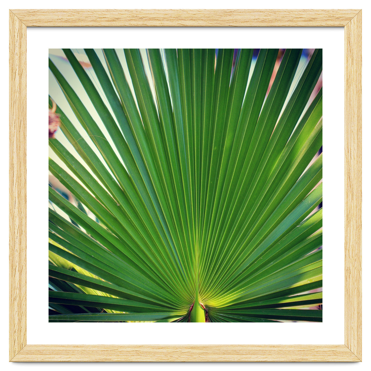 palm leaf