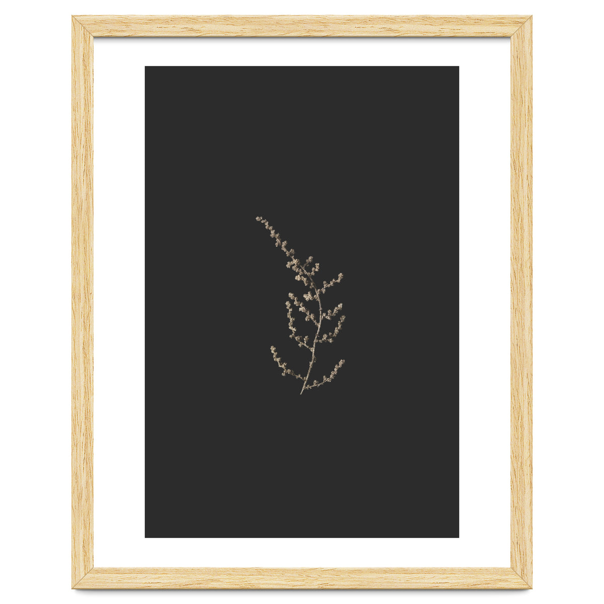 Delicate Golden Fynbos Botanicals on Black